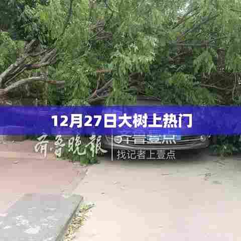 12月27日大树成焦点，热议不断！