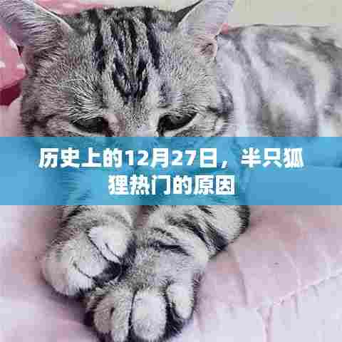 历史上的12月27日半只狐狸走红原因揭秘