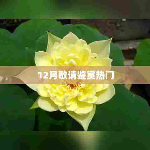 12月热门内容鉴赏月，不容错过！