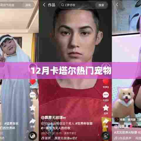 卡塔尔十二月热门宠物盘点