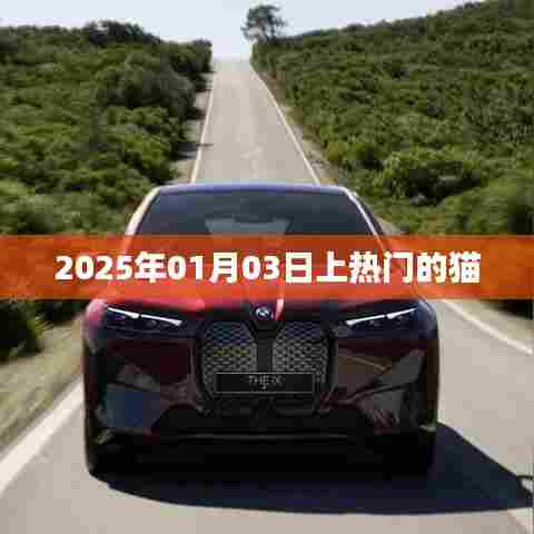 热门猫咪，揭秘2025年猫界新星风采