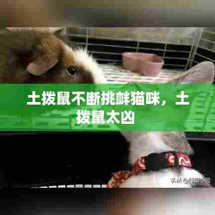 土拨鼠不断挑衅猫咪，土拨鼠太凶 