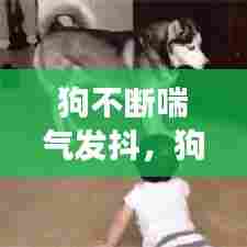 狗不断喘气发抖，狗发抖喘气怎么回事 