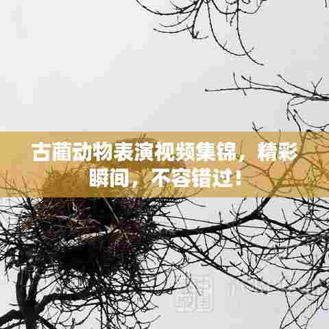 古蔺动物表演视频集锦，精彩瞬间，不容错过！