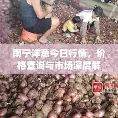 南宁洋葱今日行情，价格查询与市场深度解析