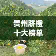 贵州脐橙十大榜单公布，尝鲜橙地道美味，领略独特魅力