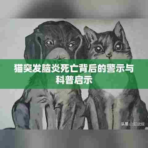 猫突发脑炎死亡背后的警示与科普启示