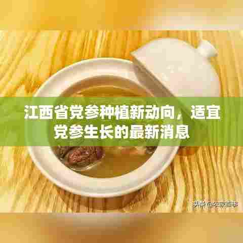 江西省党参种植新动向，适宜党参生长的最新消息