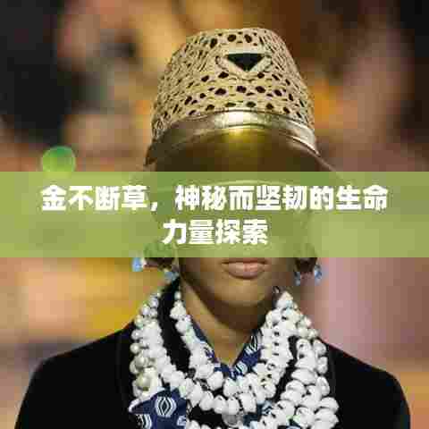金不断草，神秘而坚韧的生命力量探索