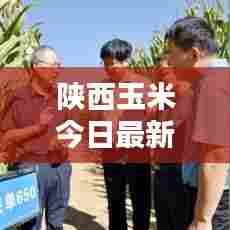 陕西玉米今日最新价格行情