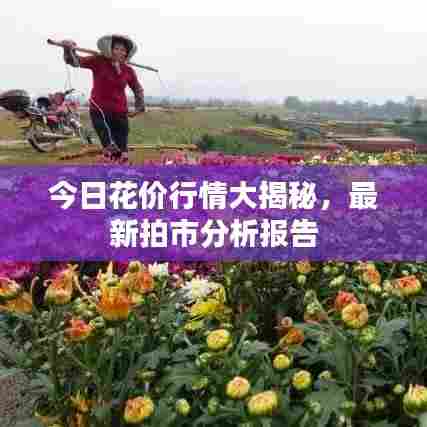 今日花价行情大揭秘，最新拍市分析报告