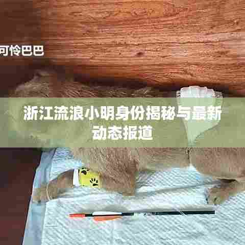 浙江流浪小明身份揭秘与最新动态报道