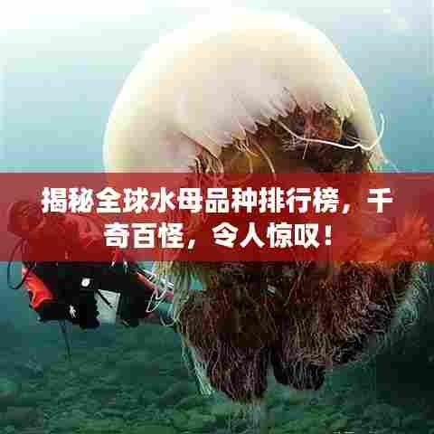 揭秘全球水母品种排行榜，千奇百怪，令人惊叹！