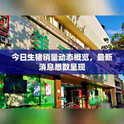 今日生猪销量动态概览，最新消息悉数呈现