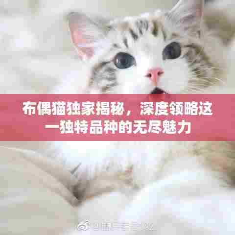 布偶猫独家揭秘，深度领略这一独特品种的无尽魅力