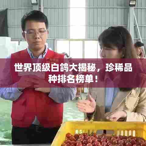 世界顶级白鸽大揭秘，珍稀品种排名榜单！