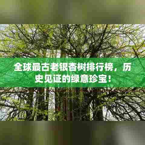 全球最古老银杏树排行榜，历史见证的绿意珍宝！