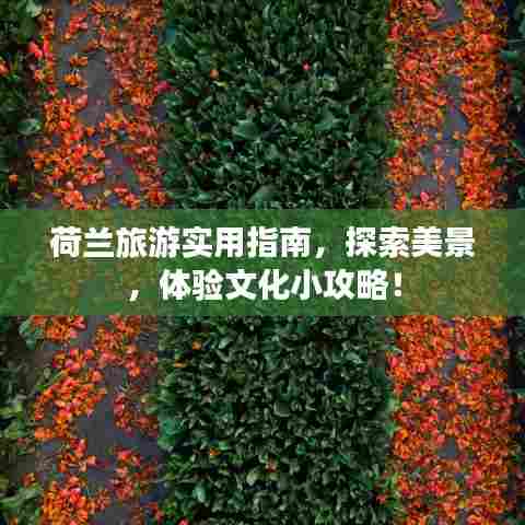 荷兰旅游实用指南，探索美景，体验文化小攻略！