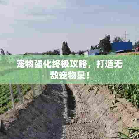 宠物强化终极攻略，打造无敌宠物星！