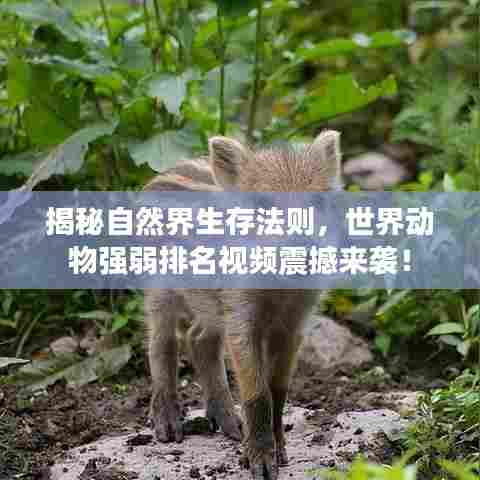 揭秘自然界生存法则，世界动物强弱排名视频震撼来袭！