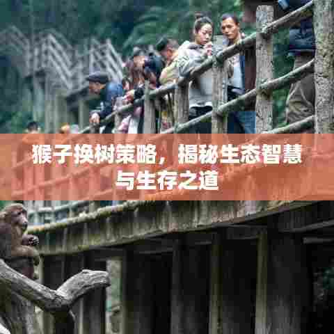 猴子换树策略，揭秘生态智慧与生存之道