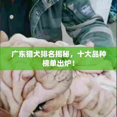 广东猎犬排名揭秘，十大品种榜单出炉！