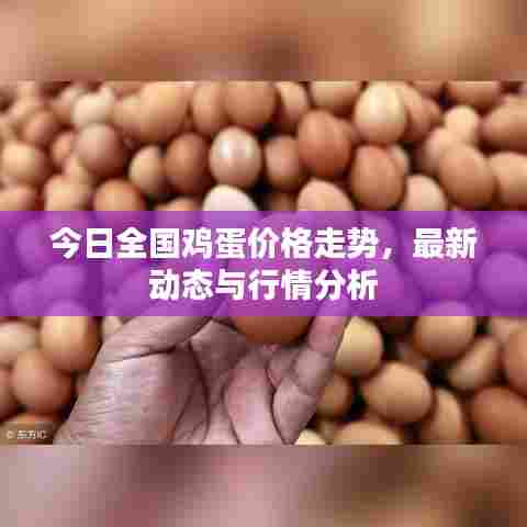 今日全国鸡蛋价格走势，最新动态与行情分析