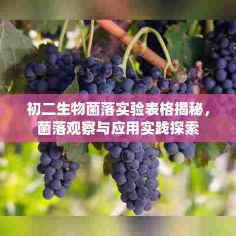 初二生物菌落实验表格揭秘，菌落观察与应用实践探索