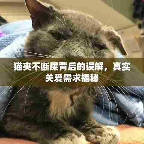 猫夹不断屎背后的误解，真实关爱需求揭秘