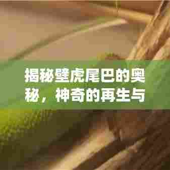 揭秘壁虎尾巴的奥秘，神奇的再生与功能探索