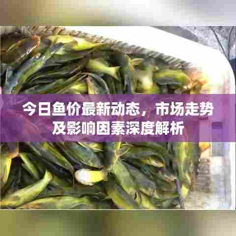 今日鱼价最新动态，市场走势及影响因素深度解析