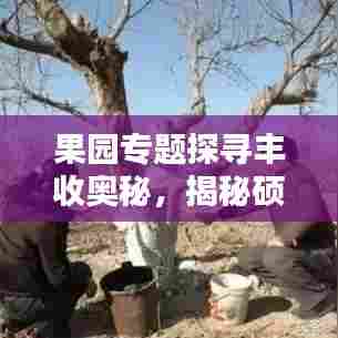果园专题探寻丰收奥秘，揭秘硕果累累的秘密