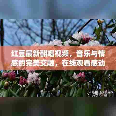 红豆最新翻唱视频，音乐与情感的完美交融，在线观看感动瞬间