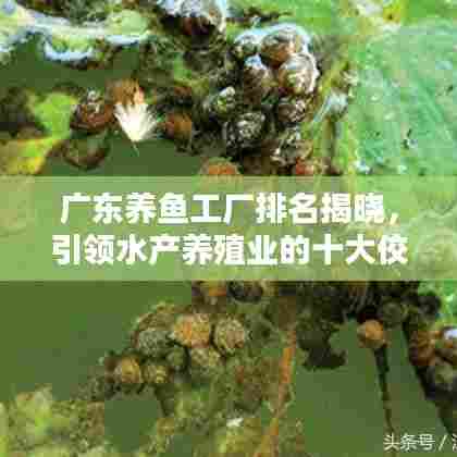 广东养鱼工厂排名揭晓，引领水产养殖业的十大佼佼者