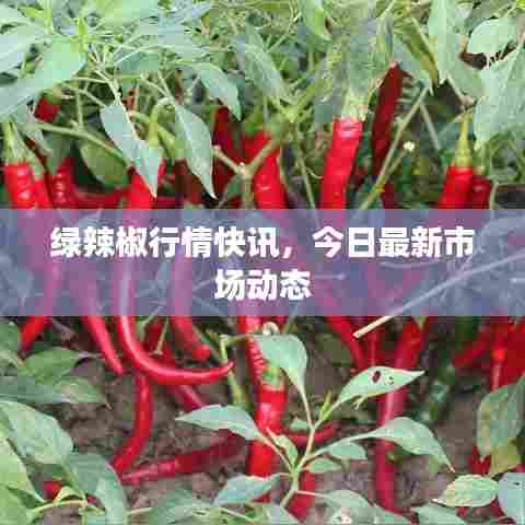 绿辣椒行情快讯，今日最新市场动态