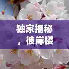 独家揭秘，彼岸樱花代理身份之谜