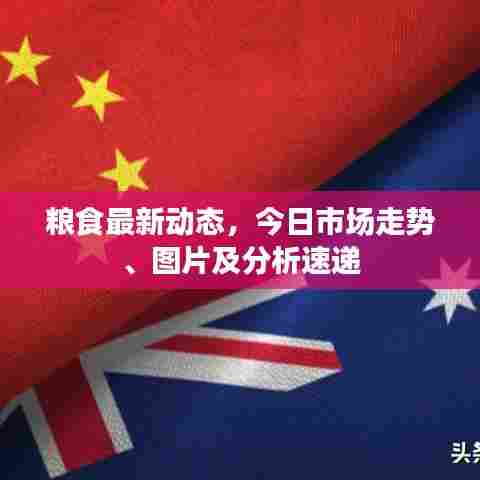 粮食最新动态，今日市场走势、图片及分析速递