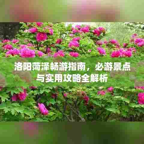 洛阳菏泽畅游指南，必游景点与实用攻略全解析