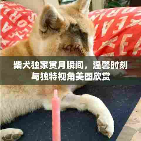 柴犬独家赏月瞬间，温馨时刻与独特视角美图欣赏