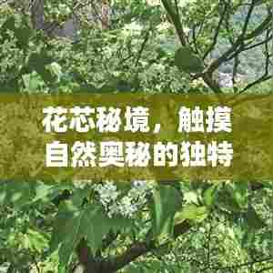 花芯秘境，触摸自然奥秘的独特体验