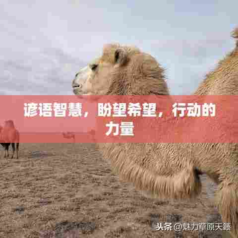 谚语智慧，盼望希望，行动的力量