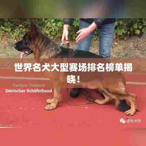 世界名犬大型赛场排名榜单揭晓！