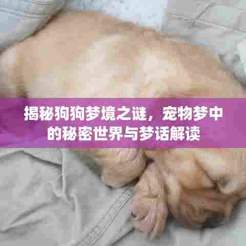 揭秘狗狗梦境之谜，宠物梦中的秘密世界与梦话解读