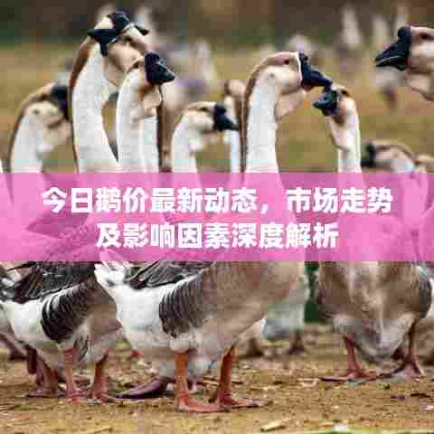 今日鹅价最新动态，市场走势及影响因素深度解析