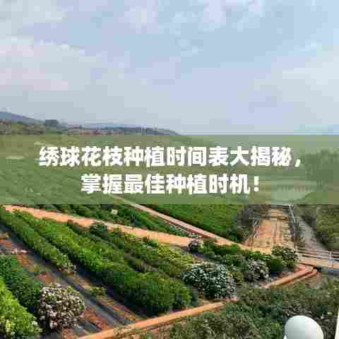 绣球花枝种植时间表大揭秘，掌握最佳种植时机！
