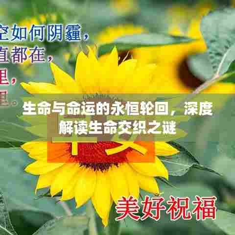 生命与命运的永恒轮回，深度解读生命交织之谜