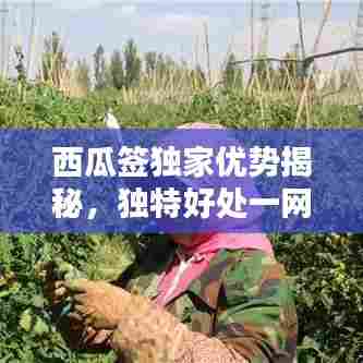 西瓜签独家优势揭秘，独特好处一网打尽！