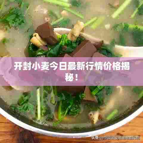 开封小麦今日最新行情价格揭秘！