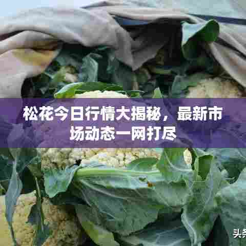 松花今日行情大揭秘，最新市场动态一网打尽