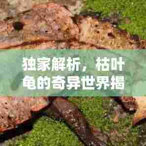 独家解析，枯叶龟的奇异世界揭秘